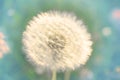 Dandelion field of summer sunset