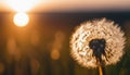 A dandelion in a field with the sun shining in the background Royalty Free Stock Photo