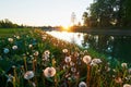 Dandelion field at sunrise near the lake Royalty Free Stock Photo