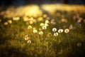 dandelion field