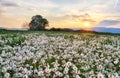 Dandelion field at sunset Royalty Free Stock Photo