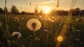 Dandelion In Field At Sunset - Freedom to Wish, generative ai Royalty Free Stock Photo