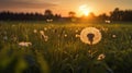 Dandelion In Field At Sunset - Freedom to Wish, generative ai Royalty Free Stock Photo