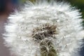 Dandelion field. The tip field of a dandelion covered with dew drops. Macro photo of a dandelion close up. Royalty Free Stock Photo