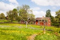 Dandelion field in the village.