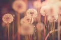 Dandelion field in vintage color effect - retro style Royalty Free Stock Photo