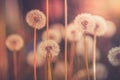 Dandelion field in vintage color effect - retro style Royalty Free Stock Photo