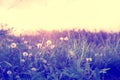 Dandelion field with wild flowers in sunset Royalty Free Stock Photo