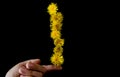 Dandelion on the finger. Black background. Royalty Free Stock Photo