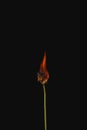 Dandelion on fire on a black background. The stage of afterburning. The fire flows beautifully upward. Royalty Free Stock Photo