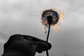 Dandelion on fire, black and white photo