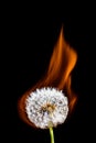 Dandelion fire Royalty Free Stock Photo