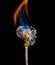 Dandelion fire Royalty Free Stock Photo
