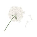 Dandelion flat icon