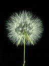  Dandelion flawor shoot from front