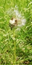 Dandelion flies away because of the wind Royalty Free Stock Photo