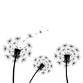 Dandelion flies off fluff isolated on white background Royalty Free Stock Photo