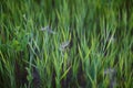 Dandelion flight Royalty Free Stock Photo