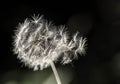 Dandelion flight travel dreams ideas Royalty Free Stock Photo