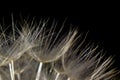 Dandelion florets windborne seeds