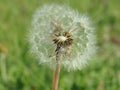 Dandelion flourished Royalty Free Stock Photo