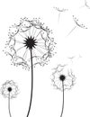 Dandelion Flower Royalty Free Stock Photo