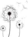 Dandelion Flower