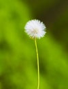 Dandelion flower Royalty Free Stock Photo