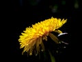 Dandelion flower against a black background Royalty Free Stock Photo