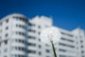 Dandelion flower against high-rise apartment building Royalty Free Stock Photo