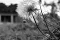 Dandelion flower against the sun, black and white