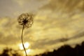 Dandelion flower against the sunset in evening