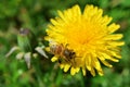 Dandelion flower with bee on green grass background Royalty Free Stock Photo