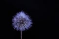 Dandelion flower. black background at the back Royalty Free Stock Photo