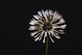 Dandelion flower on black background Royalty Free Stock Photo