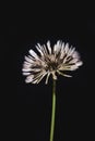 Dandelion flower on black background. Blow ball of wet dandelion. White taraxacum head Royalty Free Stock Photo