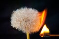 Dandelion flower on a black background, burn to ashes Royalty Free Stock Photo
