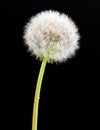 Dandelion flower on black background. One object isolated on dark. Royalty Free Stock Photo