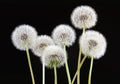 Dandelion flower on black color background, many closeup object