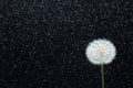 Dandelion flower on black glitter background Royalty Free Stock Photo
