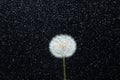 Dandelion flower on black glitter background Royalty Free Stock Photo