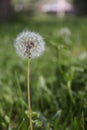 dandelion flower blooming in the green field Royalty Free Stock Photo