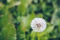 Dandelion flower. Blowball on green grass background. Spring bloom. Park plant. Countryside nature. Springtime photo retro Royalty Free Stock Photo