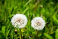 Dandelion flower. Blowball on green grass background. Spring bloom. Park plant. Countryside nature. Springtime photo retro Royalty Free Stock Photo