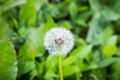 Dandelion flower. Blowball on green grass background. Spring bloom. Park plant. Countryside nature. Springtime photo retro Royalty Free Stock Photo