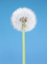 Dandelion flower on blue background. One object isolated. Spring concept. Royalty Free Stock Photo