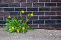 Dandelion flower bush on brick wall background Royalty Free Stock Photo