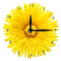 Dandelion flower - clock. Royalty Free Stock Photo