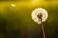 Dandelion Flower Clock and One Seed Royalty Free Stock Photo