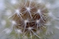 Dandelion flower close up